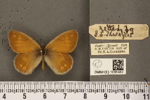 Coenonympha tullia polydama (Haworth, 1803) - BMNHE_1095487_a_6415