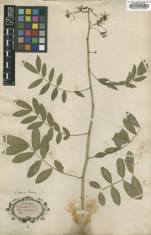 Cassia ligustrina L. - BM000558729