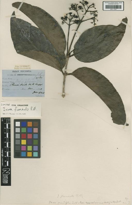 Ixora grandifolia Zoll. & Moritzi - BM001190960