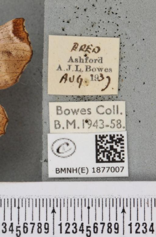 Selenia tetralunaria tetralunaria (Hufnagel, 1767) - BMNHE_1877007_label_449195