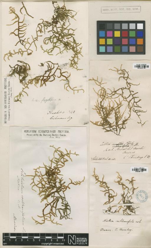 Weymouthia cochlearifolia (Schwägr.) Dixon - BM000961098_a