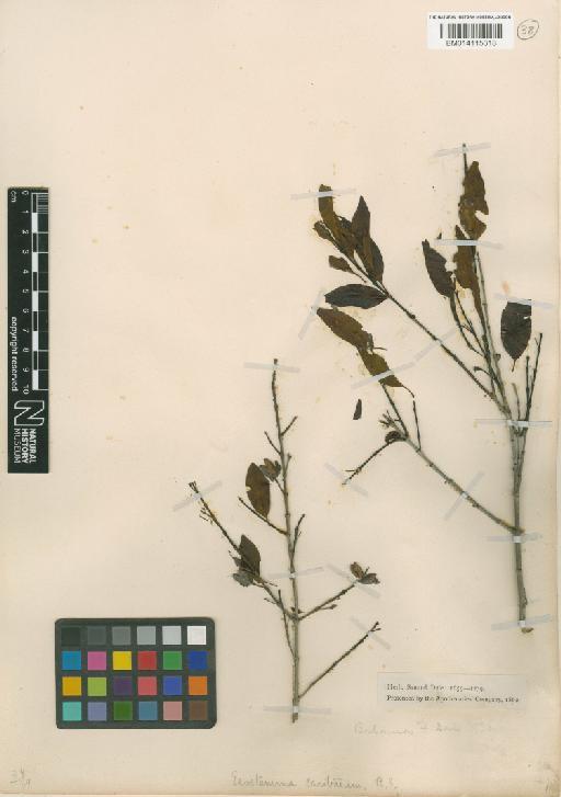 Sicyos angulata L. - 014115318