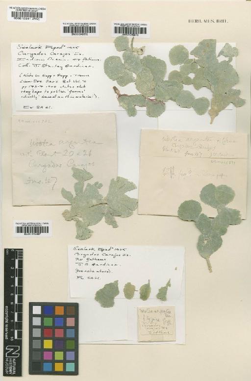 Udotea argentea f. typica A.Gepp & E.Gepp - BM000515941