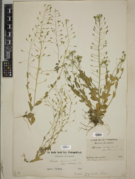 Draba nemerosa L. - BM010778460