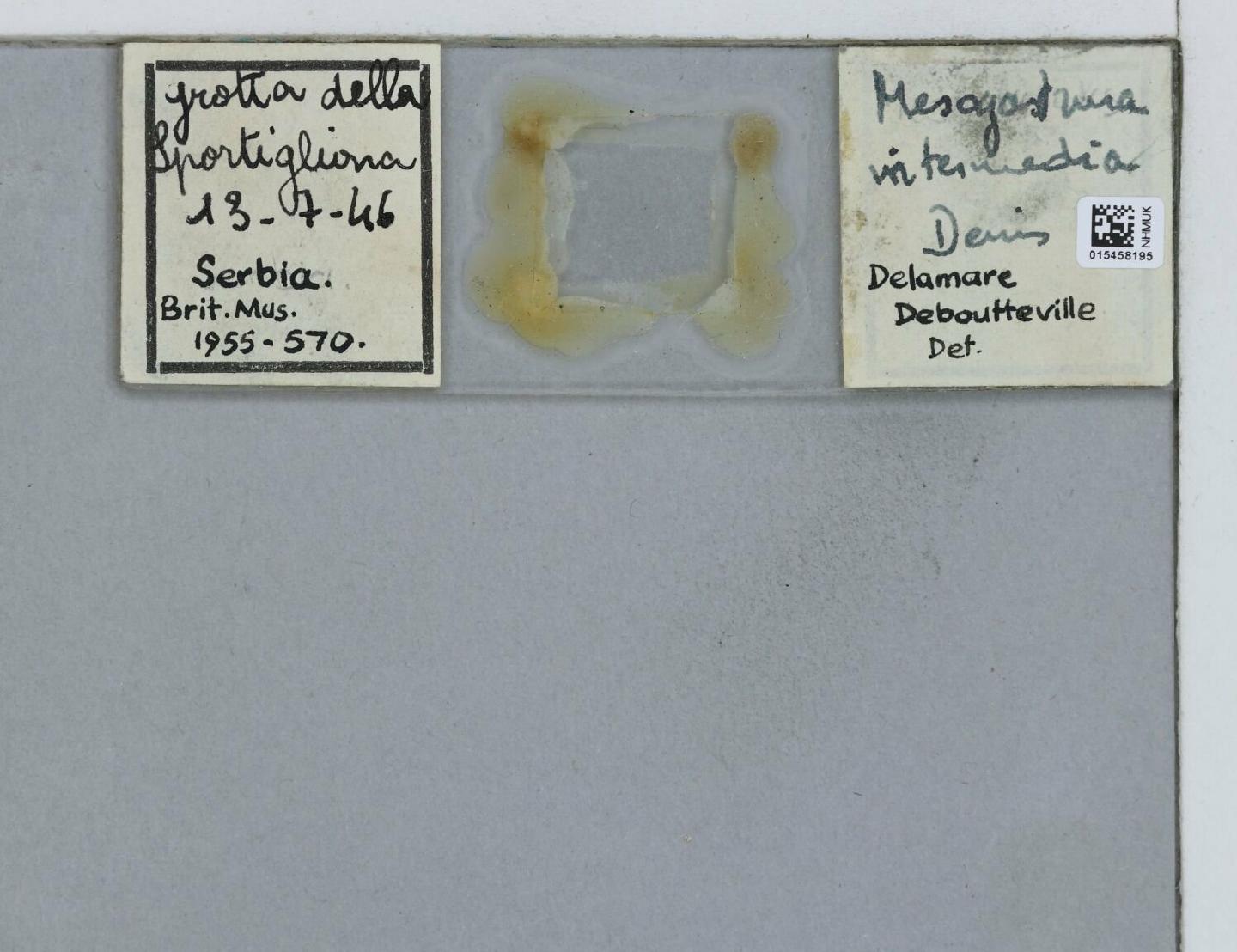 Mesogastrura thumbnail