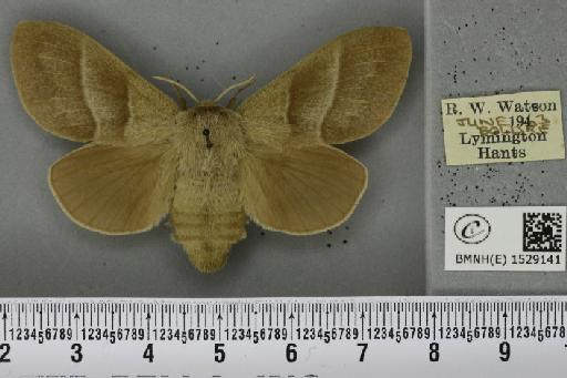 Macrothylacia rubi (Linnaeus, 1758) - BMNHE_1529141_196609