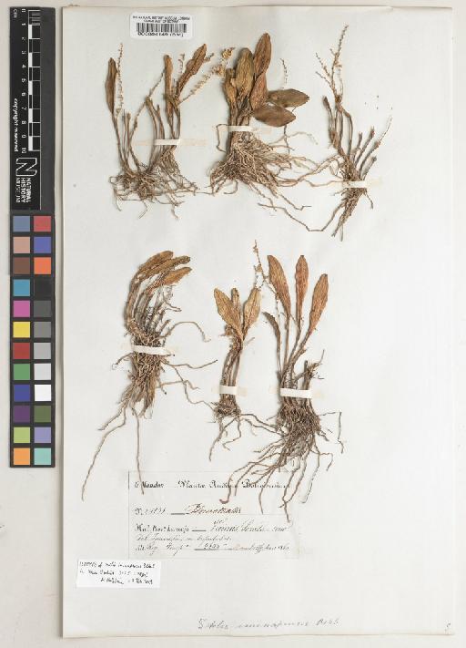 Stelis iminapensis Rchb.f. - BM000084149