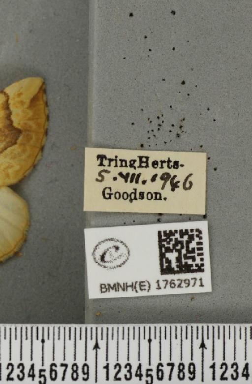 Eulithis mellinata (Fabricius, 1787) - BMNHE_1762971_label_344811