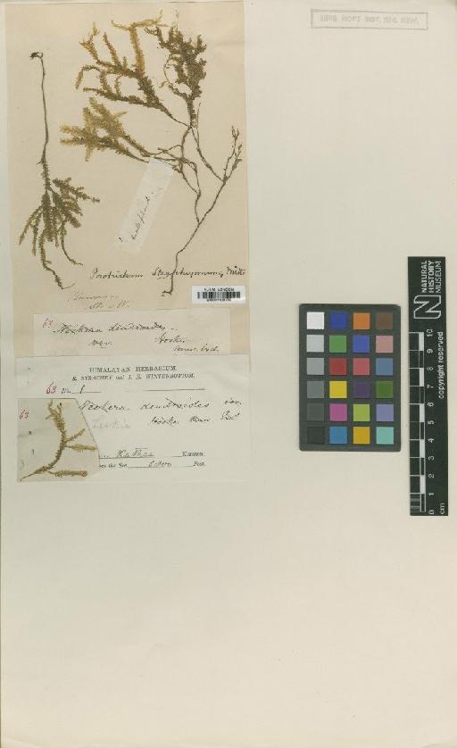 Homaliodendron scalpellifolium (Mitt.) M.Fleisch. - BM001108156