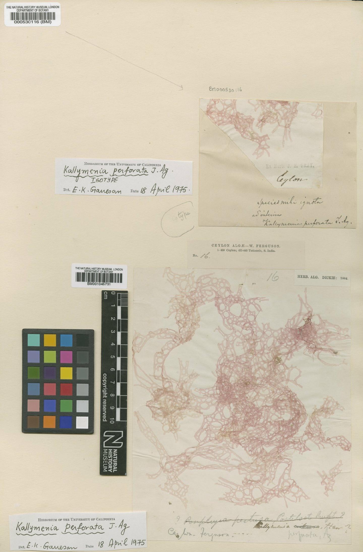 To NHMUK collection (Kallymenia perforata Agardh; Isotype; NHMUK:ecatalogue:746629)