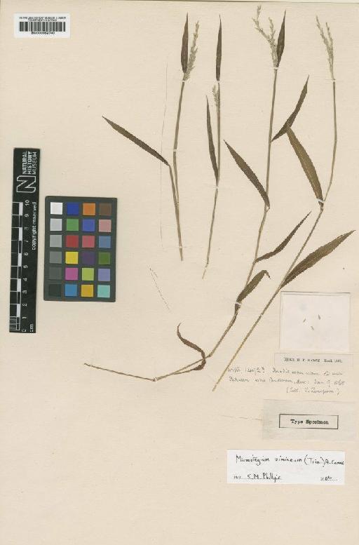 Microstegium vimineum (Trin.) A.Camus - BM000959740
