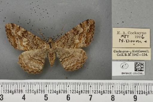 Alcis repandata repandata (Linnaeus, 1758) - BMNHE_1910961_478132