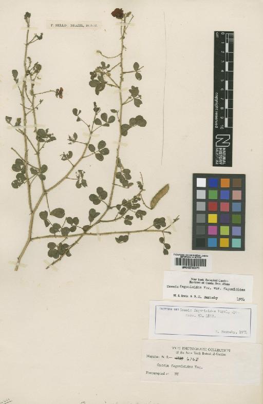 Chamaecrista fagonioides (Vogel) H.S.Irwin & Barneby - BM000793270