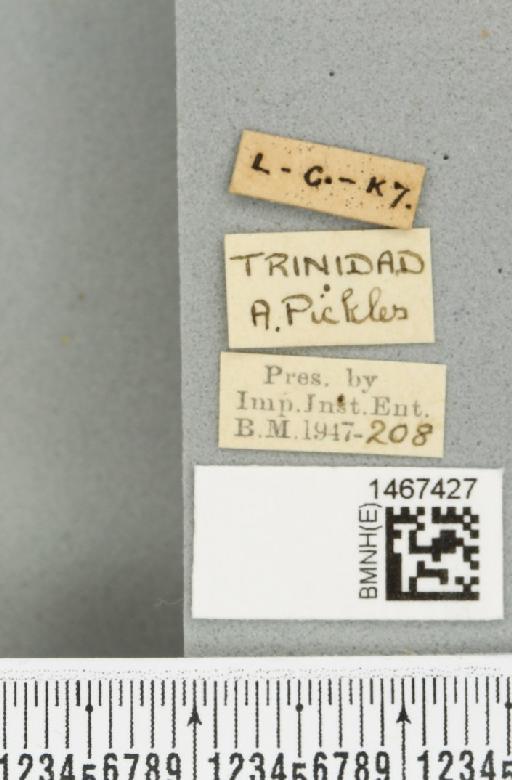 Anastrepha antunesi Lima, 1938 - BMNHE_1467427_label_40322