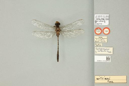 Cyclogomphus wilkinsi Fraser, 1926 - 013323423_dorsal