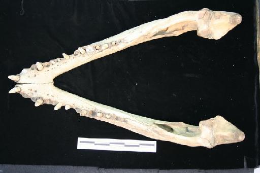 Crocodylus porosus - C_porosus_65.8.22.1(mand)