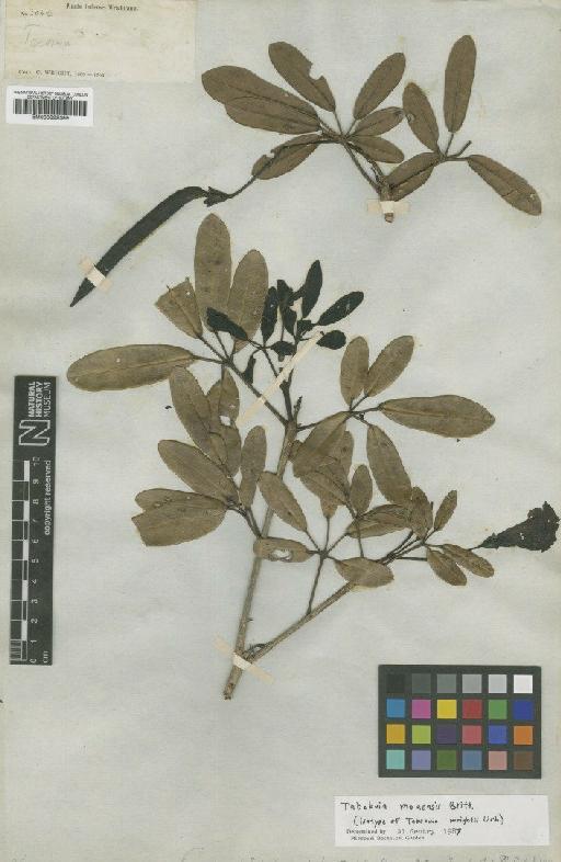 Tabebuia moaensis Britton - BM000992399