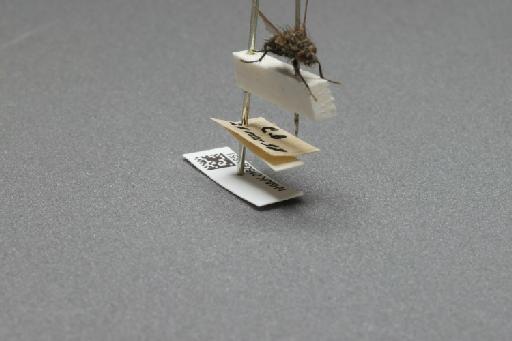 Sarcophaga (Myorhina) nigriventris Meigen, 1826 - 015091851_additional_4