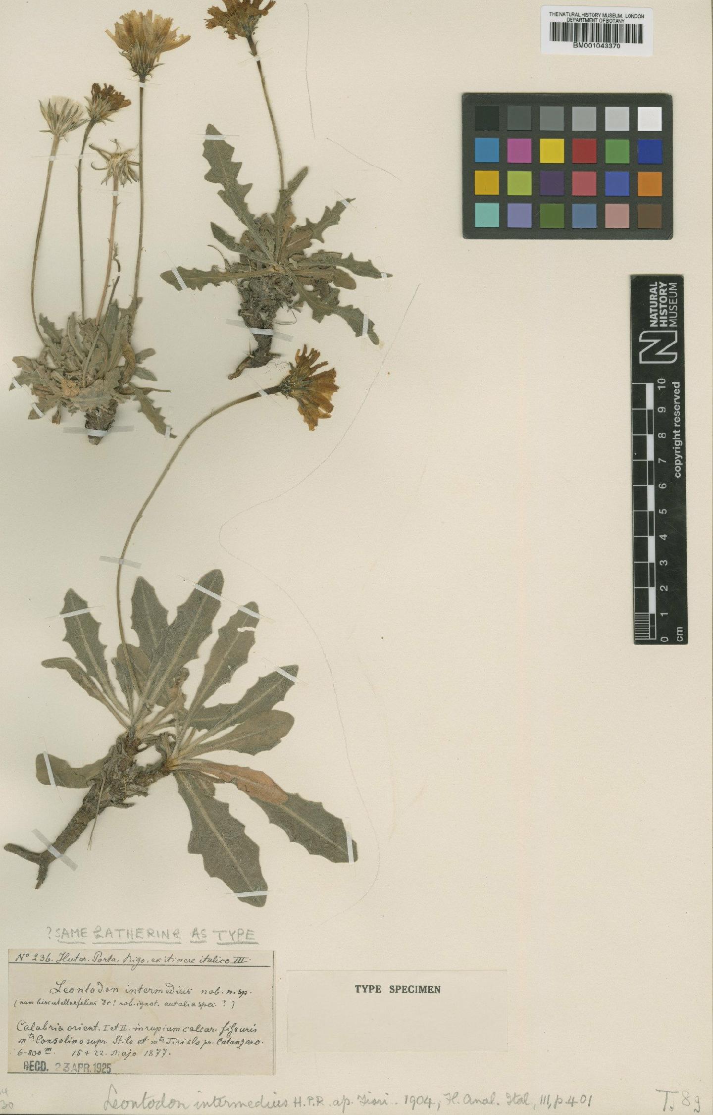 To NHMUK collection (Leontodon crispus subsp. asperrimus (Willd.) Finch & P.D.Sell; Type; NHMUK:ecatalogue:1995937)