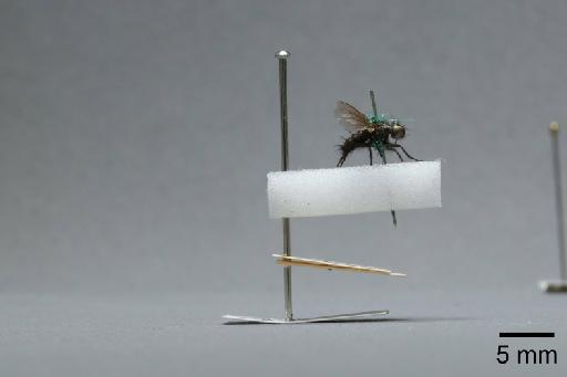 Sarcophaga (Myorhina) nigriventris Meigen, 1826 - 015091654_lateral