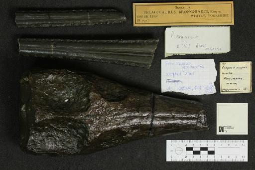 Steneosaurus gracilirostris Westphal 1961 - 010027599_L010093108_(1)