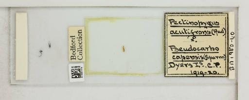 Pectinopygus acutifrons Rudow, 1869 - 010683434_816440_1430953