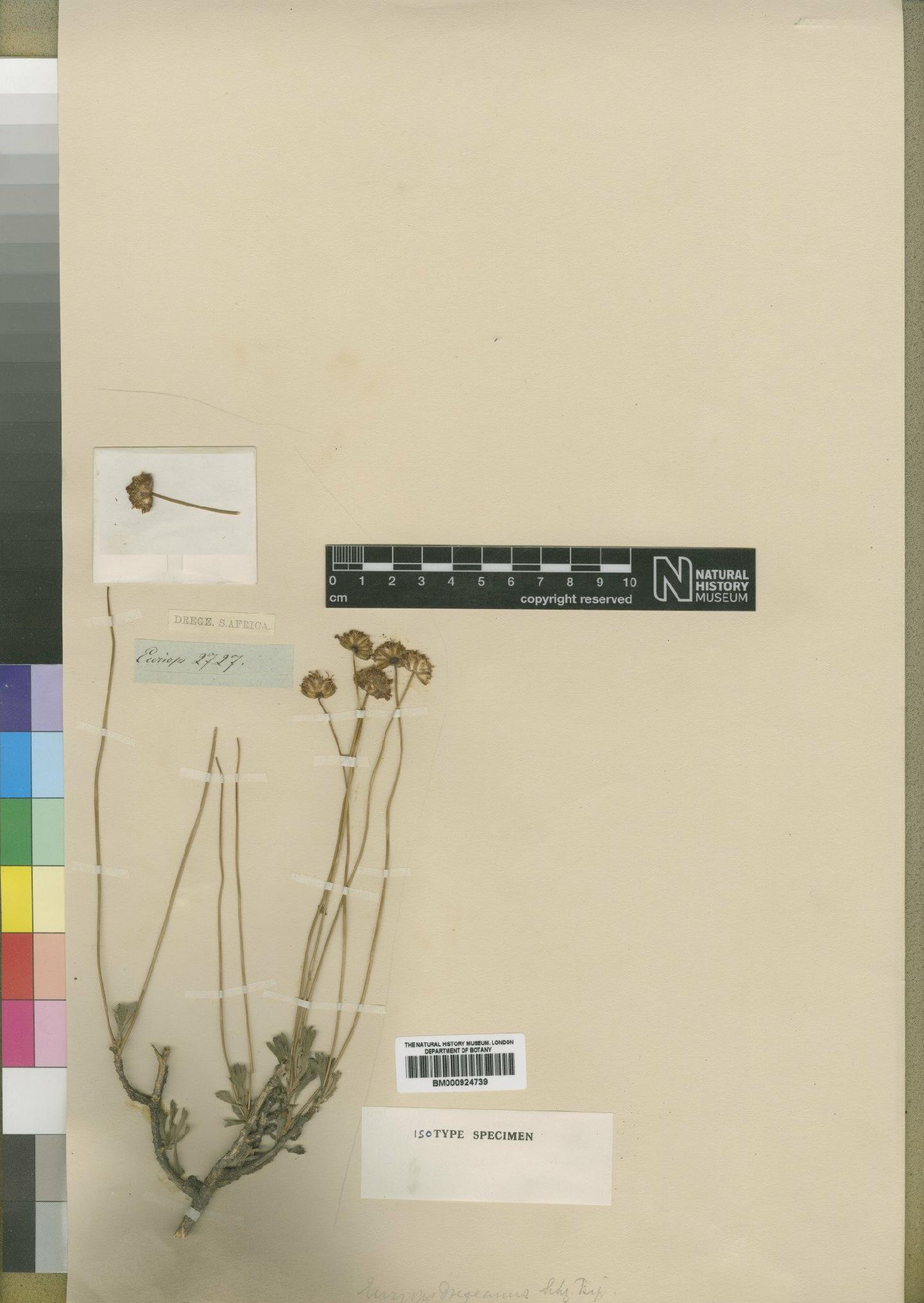 To NHMUK collection (Euryops dregeanus Sch.Bip.; Type; NHMUK:ecatalogue:4553401)