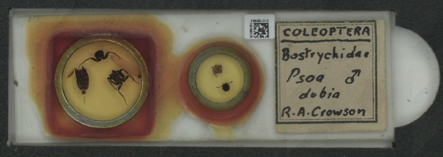 Psoa dubia