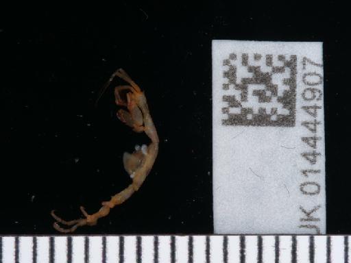 Caprella septentrionalis parvorder Caprellidira Krøyer, 1838 - 014444907_1