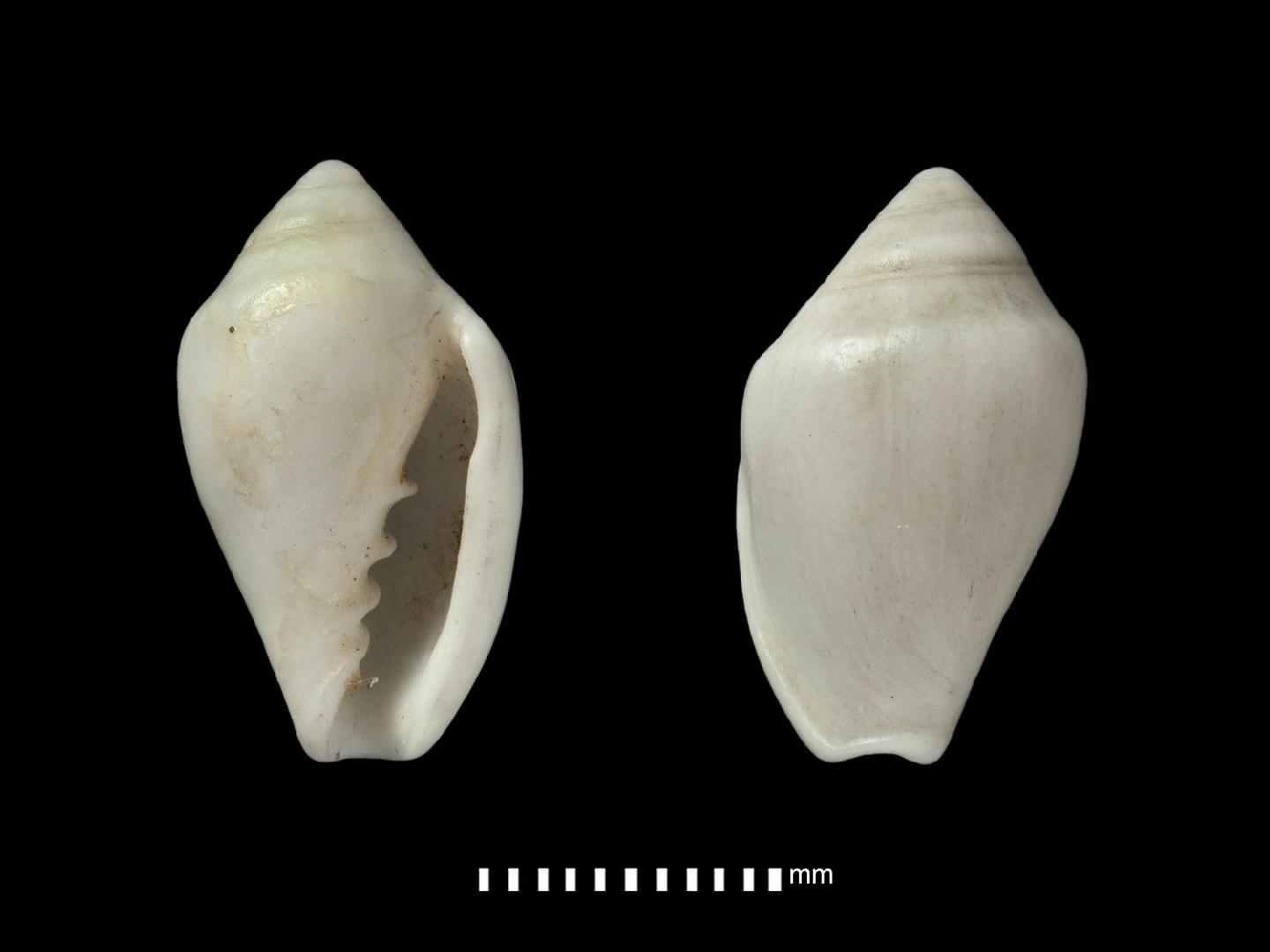 To NHMUK collection (Marginella intermedia G. B. Sowerby II, 1846; SYNTYPE; NHMUK:ecatalogue:6512268)