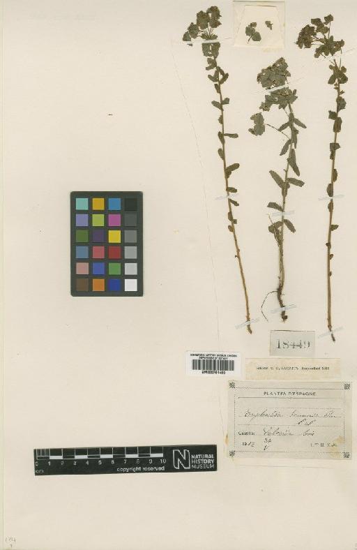 Euphorbia gayi Salis - BM000751490