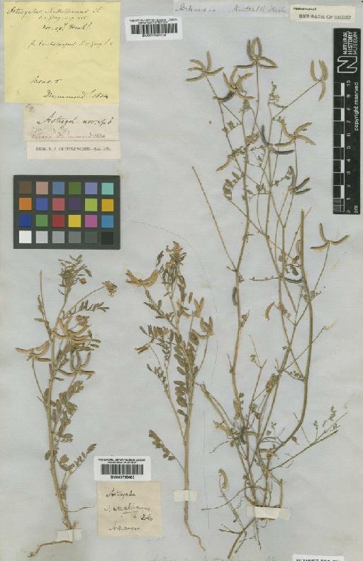Astragalus nuttallianus var. nuttallianus - BM001042704