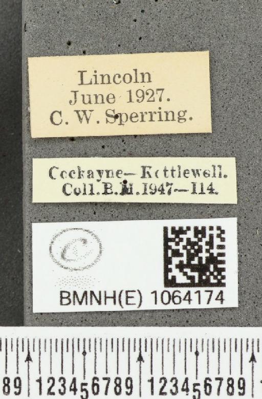 Coenonympha pamphilus ab. antirufa Leeds, 1950 - BMNHE_1064174_label_25209