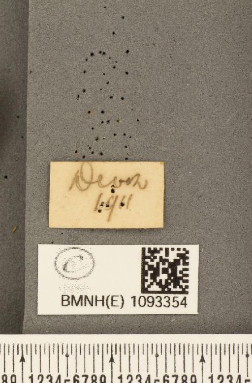 Pararge aegeria tircis ab. intermediana Lempke, 1935 - BMNHE_1093354_label_4171