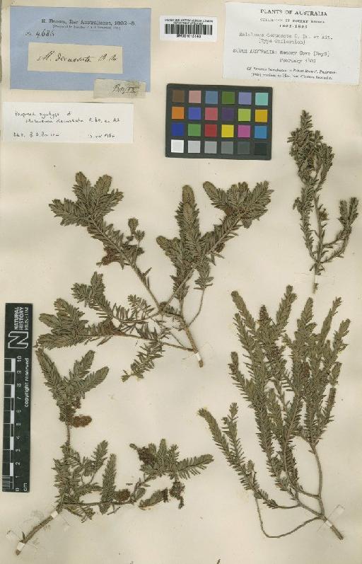 Melaleuca decussata R.Br. - BM001015143