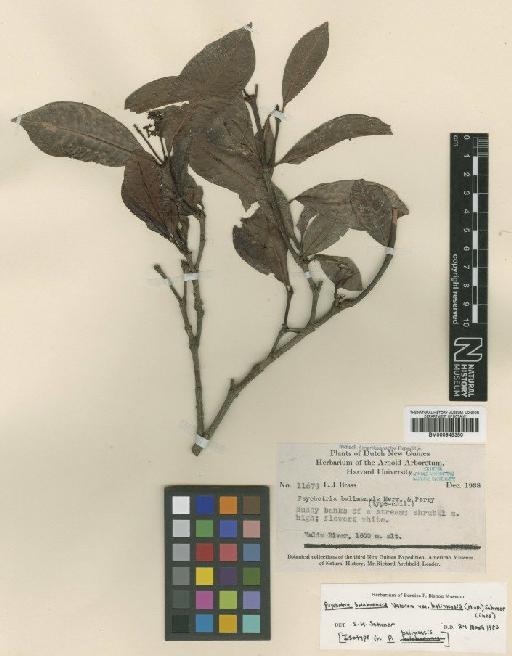 Psychotria boloboensis var. balimensis (Merr. & L.M.Perry) Sohmer - BM000945350