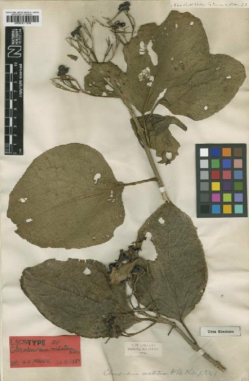 Clerodendrum costatum R.Br. - BM001041249