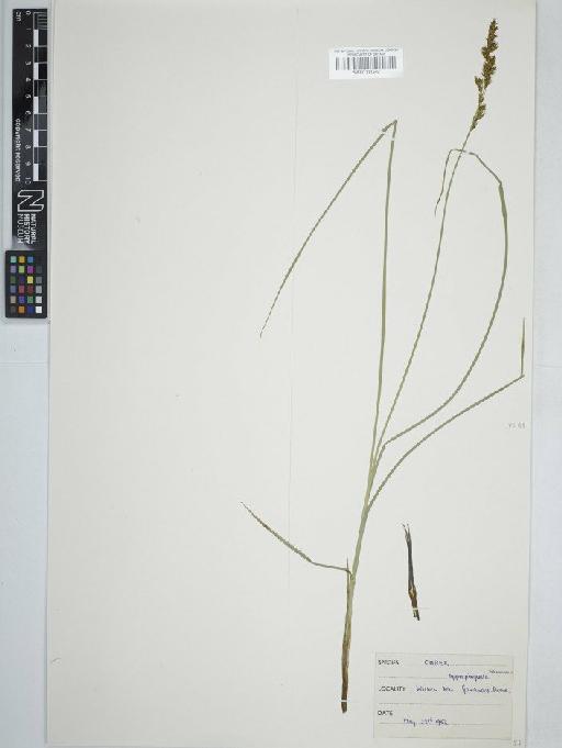 Carex appropinquata Schumach. - BM001111549 carex