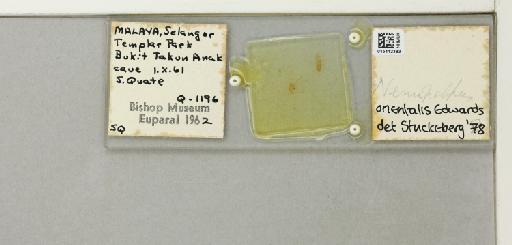 Nemopalpus orientalis (Edwards, 1928) - 015412383_811327_1328670_828698_NoStatus