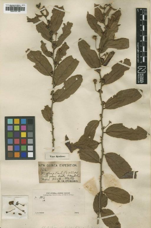 Glochidion eucleoides S.Moore - BM000951396