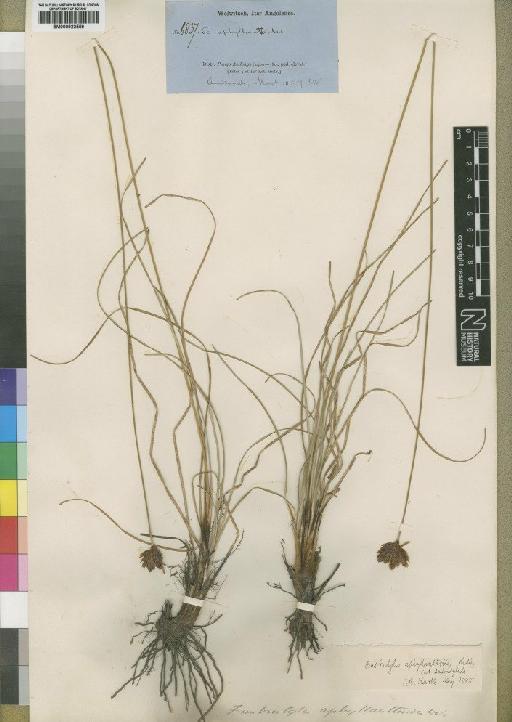 Bulbostylis pilosa (Willd.) Cherm. - BM000922559