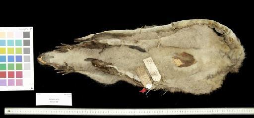 Macropus parryi Bennett, 1835 - 1855.12.24.61_Skin_Ventral