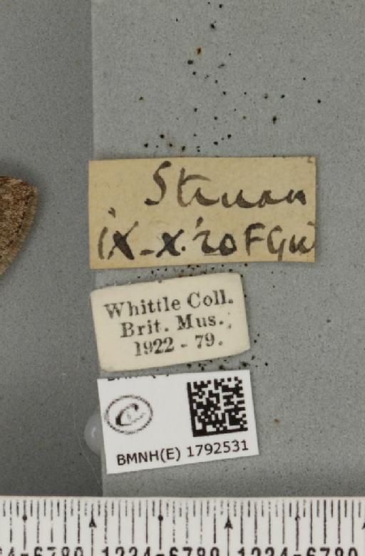 Epirrita autumnata (Borkhausen, 1794) - BMNHE_1792531_label_361171