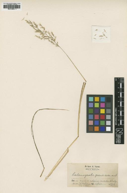 Calamagrostis grandiseta Takeda - BM000959413