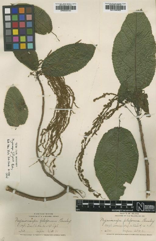 Myriocarpa filiformis Rusby - BM000993403