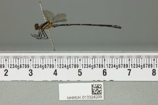 Argia adamsi Calvert, 1902 - 013324209_lateral