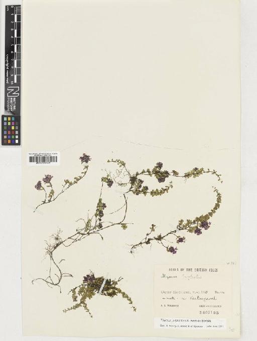 Thymus polytrichus subsp. britannicus (Ronniger) Kerguélen - BM001037239