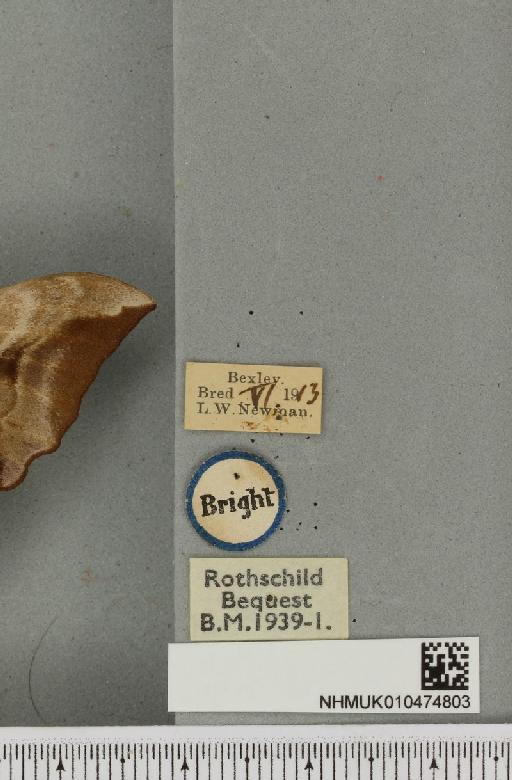 Smerinthus ocellata ab. pallida Tutt, 1902 - NHMUK_010474803_label_525139