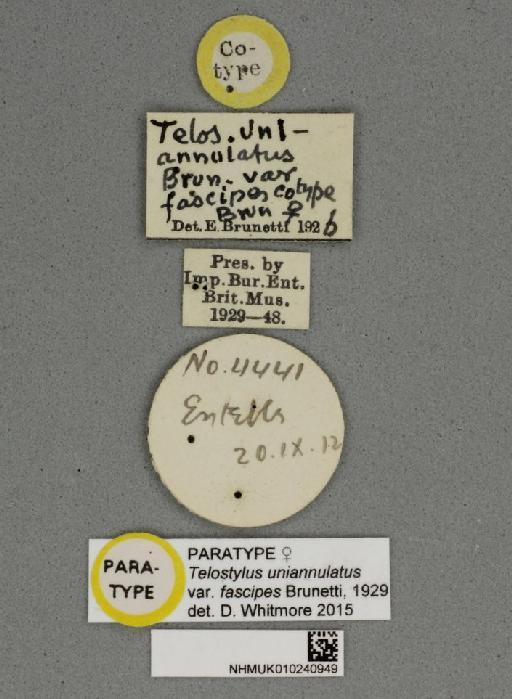 Telostylus uniannulatus var. fascipes Brunetti & Brunetti, 1929 - Telostylus uniannulatus var fascipes NHMUK010240949 paratype female labels