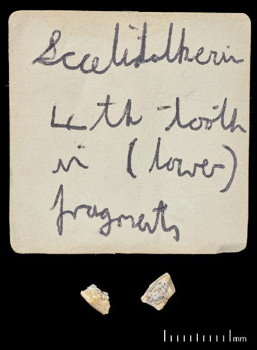 Scelidotherium leptocephalum Owen, 1840 - NHMUK PV M 82206 Bagged Fragments (5).tif